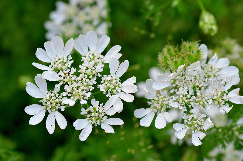 桔梗花/白色蕾丝花:白色蕾丝圆盘状花